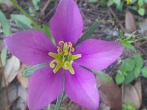 Salisbury, Pa 23 Ambrose Park